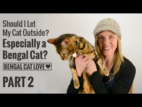 Should I Let My Cat Outside? Especially a Bengal? PART 2