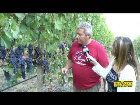 Tempo di vendemmia all'Azienda Agricola "Franchini"