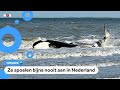 Aangespoelde orka heeft het niet gered