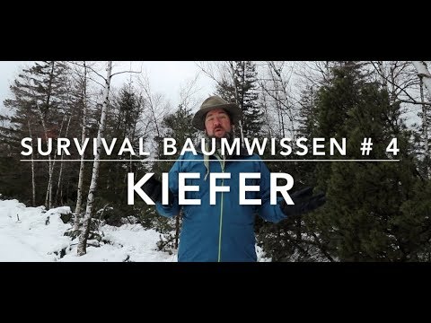 Survival Tree Knowledge # 4 - Pine(s)