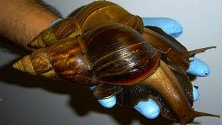 Giant African Land Snail - Invasive Species in the Us