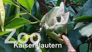 preview picture of video 'Zoo Kaiserslautern, Shot with Samsung Galaxy S5'