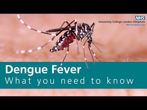 Dengue Fever | Understanding the symptoms, prevention, and effective treatment methods