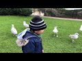 Feeding The Seagulls At Dublin Park
