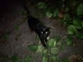 Get Away Says Negrinho Angry Hungry Cat Gato Fero Que Está Com Fome