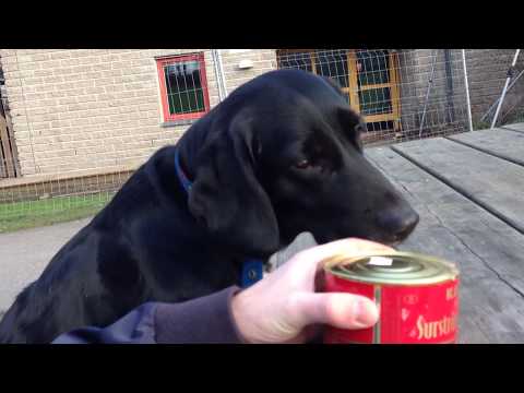 Dogs Try SURSTRÖMMING - "Getting Crazy!" - Stinky Fish from Sweden (Short Version)
