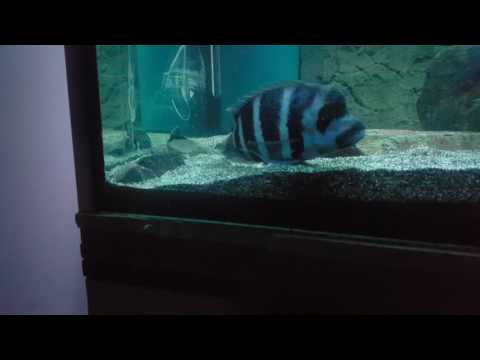 Frontosa Blue Zaire Moba bei der Paarung