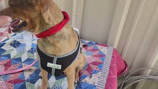 Video preview image #1 Mutt Puppy For Sale in Bandera, TX, USA