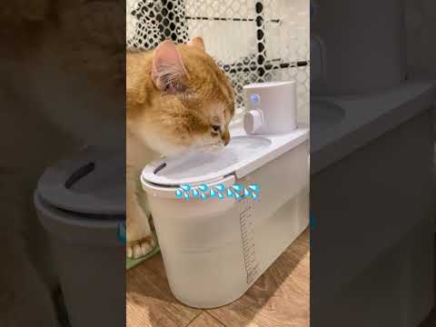 1真正的无线饮水机！小猫咪爱上喝水就这么简单！#小呵ohhpet #猫 #开水胡迪 #萌宠好物