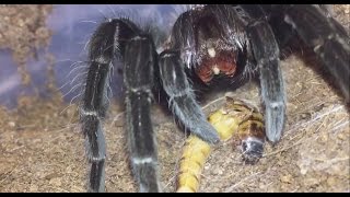 Brachypelma Vagans And Acanthoscurria Geniculata Feeding Plenty Of Fang Action.
