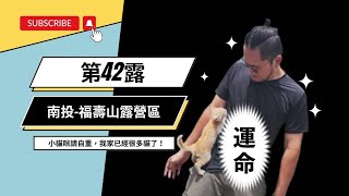 ［露營］第42露- 南投/福壽山露營區 l 小貓咪你碰瓷嗎？ l 不做飯的露營 l 耍廢歸耍廢-我還是運氣很好 l 避暑勝地但怎麼有點冷 l  超好吃鵝肉推薦