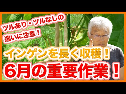 なぜランナーインゲン豆を栽培するのか インゲンマメ園の情報