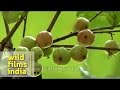 Lovi Lovi Or Flacourtia Inermis Fruit Grows In Kerala