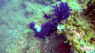 preview picture of video 'Scuba Diving Custonaci - scoglio dello Scialandro (Gopro hero 3 black)'