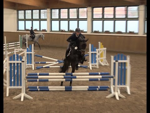 Akando DSP, Hengst, v. Askari - Askanier * 2018