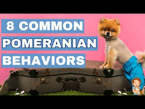 8 Common Pomeranian Behaviors Explained: Tips you need to know!