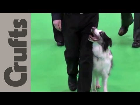 Obedience Championship Dogs Part 1 - Crufts 2012