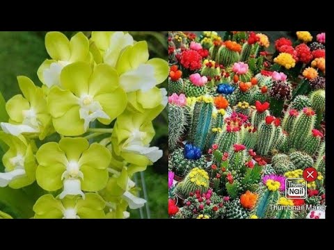 70 Beautiful Flowers/ Charito