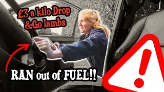 £3 a Kilo For Drop &amp; go Lambs @penrithauction Ran Dry Of Fuel!! ⛽️  Silly Sam!