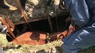 Спецоперацію з порятунку корови провели на Близнюківщині
