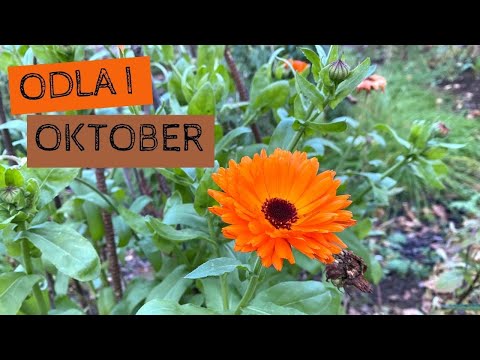 Odla i OKTOBER - Nu har hösten kommit och det är dags att förbereda trädgården inför vintern.