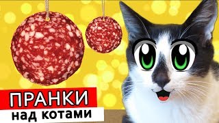 ПРАНКИ НАД КОТАМИ! КОТ МАЛЫШ И КОШКА МУРКА РАЗЫГРАНЫ! НОВЫЕ ПРИКОЛЫ! 4 СМЕШНЫХ ПРАНКА НАД ДРУЗЬЯМИ