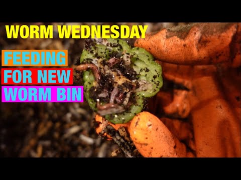 Worm Wednesday: First feeding for new worm bin. One pound red wigglers
