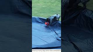Dog fail  #funnyvideo #funnydog #usa #fyp #dogsof
