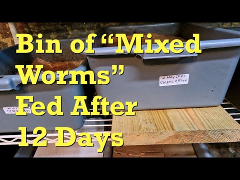 81-day system with mixed worm population gets 9th feeding - farm vermicompost