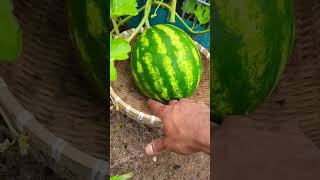 Download lagu Protect your watermelon ! 🍉 'Very Important Tips' #watermelon #shorts mp3