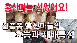 홍산마늘 심었어요.-마늘재배, 마늘심기, 신품종 홍산마늘 효능, 재배상 특성(국내 마늘 품종, 한지마늘, 난…
