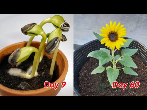 , title : 'How to grow sunflower in pots at home, full update