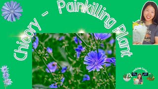 Chicory – The Painkilling Plant You Should Grow in Your Backyard