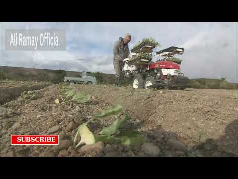 Awesome Cabbages Farming Agriculture Technology - Japan Cabbages Harvesting - Cabbages Cultivation