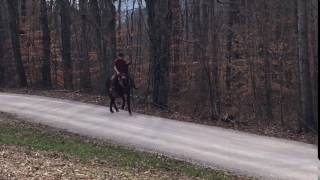 WILLIE !!! 8 year old John Mule for sale. Watch him Lope ❗️❗️❗️❗️❗️❗️❗️❗️