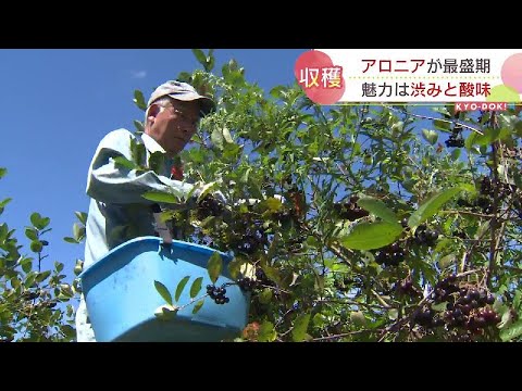 アロニアメラノカルパ栽培園