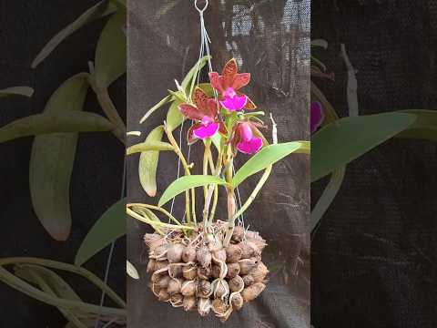 #Cattleya Pão de Açúcar x cattleya penny kuroda