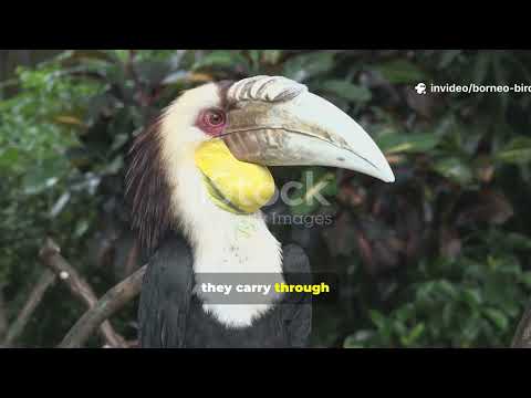 Wonders of the Wild Birds of Borneo’s Untamed Forests!