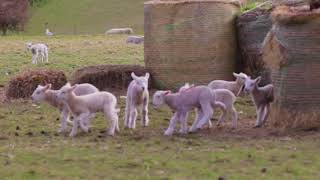 Lambs playing in Cornwall