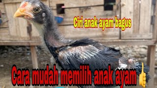 Download lagu CARA MUDAH MEMILIH ANAK AYAM BAGUS mp3