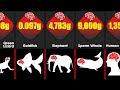 Animal Brain Size Comparison | Which Animal Has The Biggest Brain?