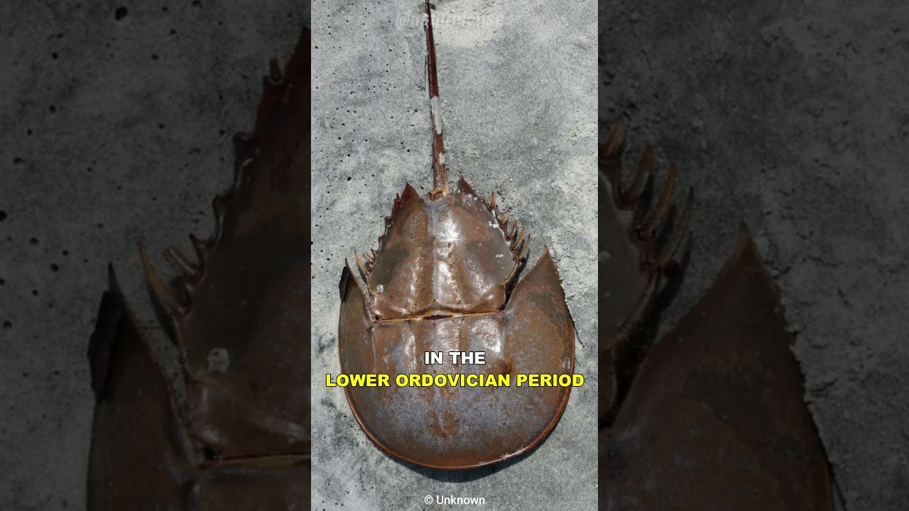 Is Limulus a living fossil?