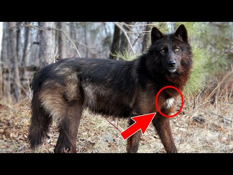 Pse Gjahtaret nuk i Ngacmojne Ujqerit me kete Pike • Fakte Interesante