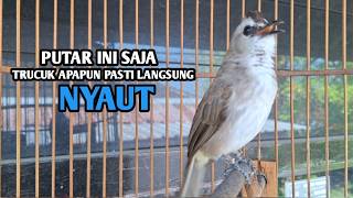 Download lagu trucukan gacor ROPEL PANJANG pancingan trucukan agar bunyi jadikan burung trucuk gacor EMOSI mp3