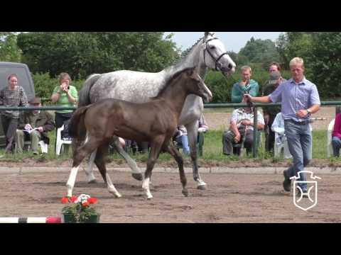 ODRZ034 Hengstfohlen von Casall - Cassini I - Esteban xx