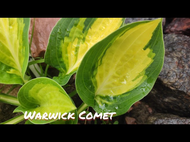 Хоста Warwick comet