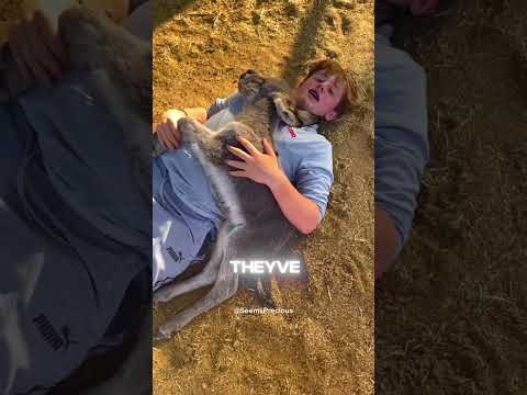 Mini Donkey 😍🫏, a very precious breed #animals #cutepets #pets