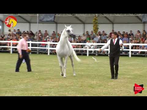 N.60 MADHER AL JAMAL - ELRAN CUP 2019 - Stallions 7+ years old (Class 13)