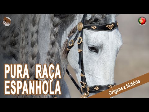 , title : 'CAVALO PURA RAÇA ESPANHOLA, cavalos magníficos, conhecidos em todo o mundo, ORIGEM DAS RAÇAS'