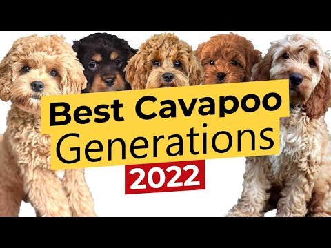 Meilleures générations de Cavapoo : F1 🐶 F1B 🐶 F1BB 🐶 F2 🐶 F2B 🐶 F2BB 🐶 F3 🔴2022🔴